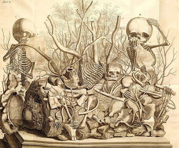 An image from ,Frederik. Ruysch's Thesaurus Anatomicus. 1701