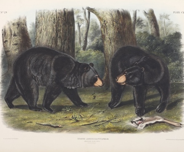 American Black Bear, John James Audubon, 1845-48. Hand-colored lithograph. Courtesy of New Hampshire Audubon, Concord, New Hampshire.
