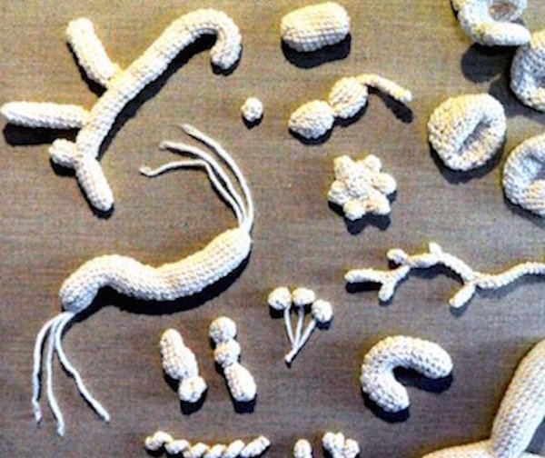 Jessica Polka's "A Sampler of Bacteria." Photo: Jessica Polka