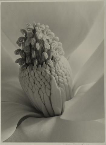 "Magnolia Blossom (Tower of Jewels)," 1925, Imogen Cunningham. Photo: courtesy of the Museum of Fine Arts, Boston.