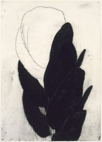 Dark Plant Drawing #16, 1982, Terry Winters. Photo: Courtesy of Museum of Fine Arts, Boston.