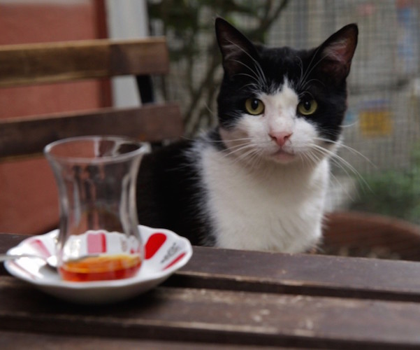 A cat waits for food and friends at an Istanbul cafe in "Kedi."